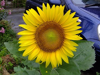 DSCF6993.jpg