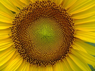 DSCF6994.jpg