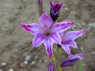 DSCF7006.jpg
