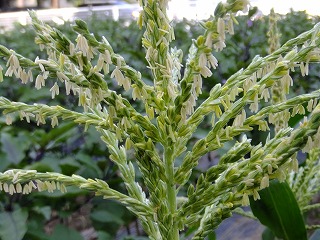 DSCF7010.jpg