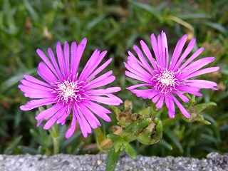 DSCF7016.jpg