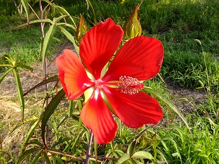 DSCF7035.jpg