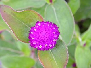 DSCF7053.jpg