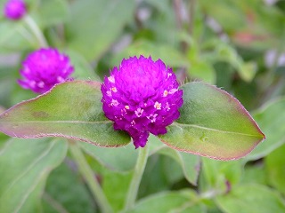 DSCF7054.jpg