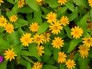 DSCF7055.jpg