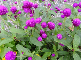 DSCF7058.jpg