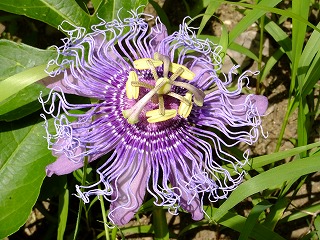 DSCF7066.jpg