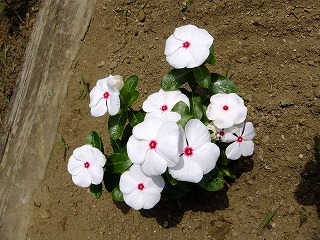 DSCF7074.jpg