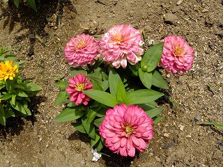 DSCF7077.jpg