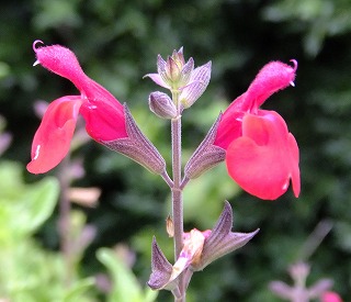 DSCF7103.jpg