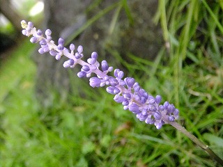 DSCF7106.jpg