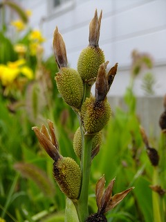 DSCF7117.jpg