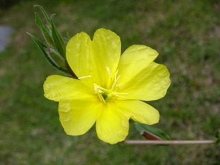 DSCF7119.jpg