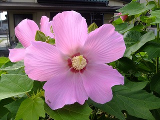 DSCF7134.jpg