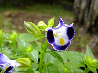 DSCF7165.jpg