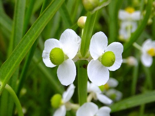 DSCF7182.jpg