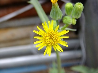 DSCF7247.jpg