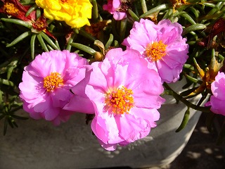DSCF7251.jpg