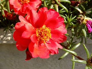DSCF7252.jpg