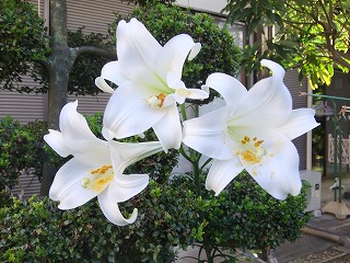 DSCF7331.jpg