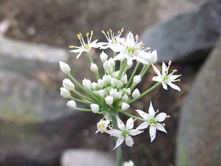 DSCF7334.jpg