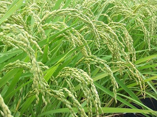 DSCF7339.jpg