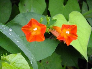 DSCF7351.jpg