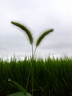 DSCF7358.jpg