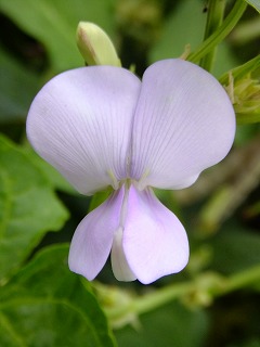 DSCF7367.jpg