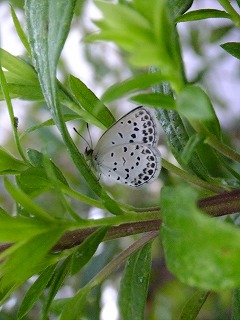 DSCF7375.jpg
