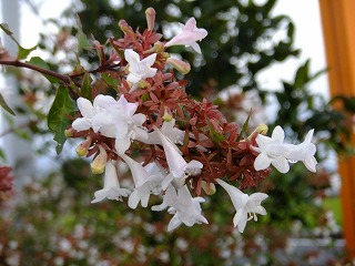 DSCF7410.jpg