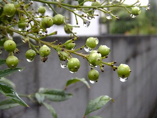 DSCF7413.jpg