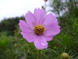 DSCF7425.jpg