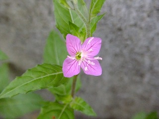DSCF7512.jpg