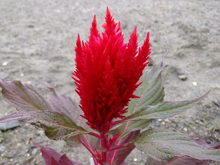 DSCF7701.jpg