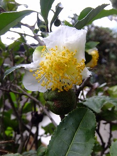 DSCF7706.jpg