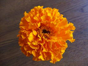 DSCF7783.jpg