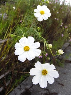 DSCF7785.jpg