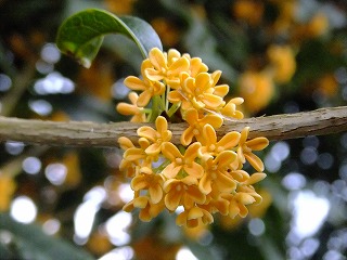 DSCF7791.jpg
