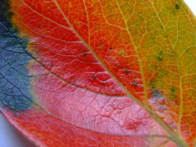 DSCF7849.jpg