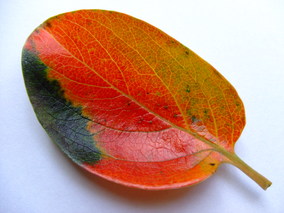 DSCF7851.jpg