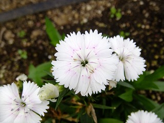 DSCF7887.jpg
