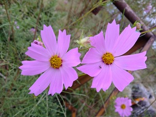 DSCF7916.jpg