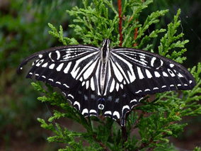 DSCF7977.jpg