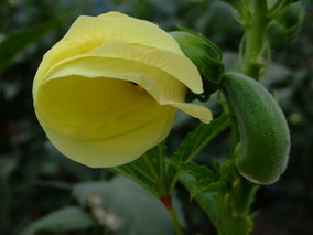 DSCF7990.jpg