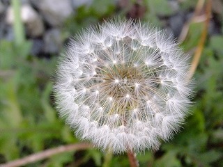 DSCF8005.jpg
