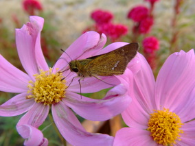 DSCF8007.jpg
