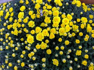 DSCF8008.jpg