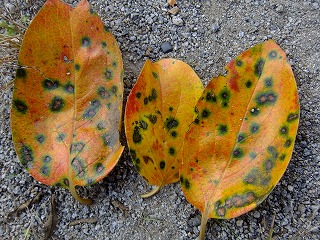 DSCF8050.jpg