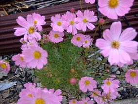 DSCF8073.jpg